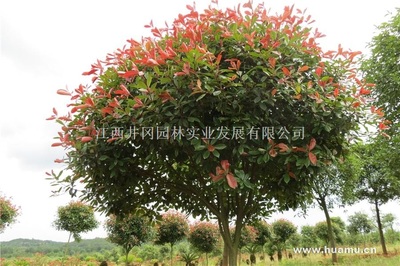 紅葉石楠江西吉安精品苗木,工程苗木-江西井岡園林實(shí)業(yè)發(fā)展商鋪供應(yīng)列表-第1頁(yè)