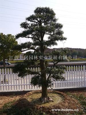 【日本造型羅漢松LHS008供應(yīng)|精品苗木、工程苗木江西井岡園林實(shí)業(yè)發(fā)展商鋪