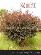 【紅?木球】價格,廠家,圖片,球根花卉,株洲金林龍園林實業-