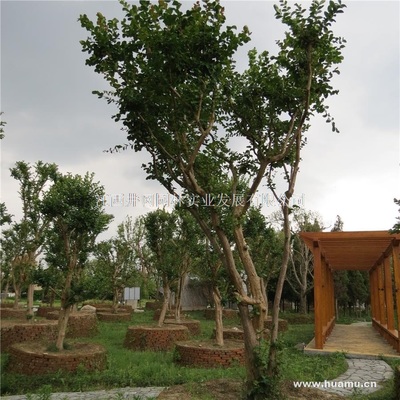 【紫薇供應|精品苗木、工程苗木江西井岡園林實業(yè)發(fā)展商鋪